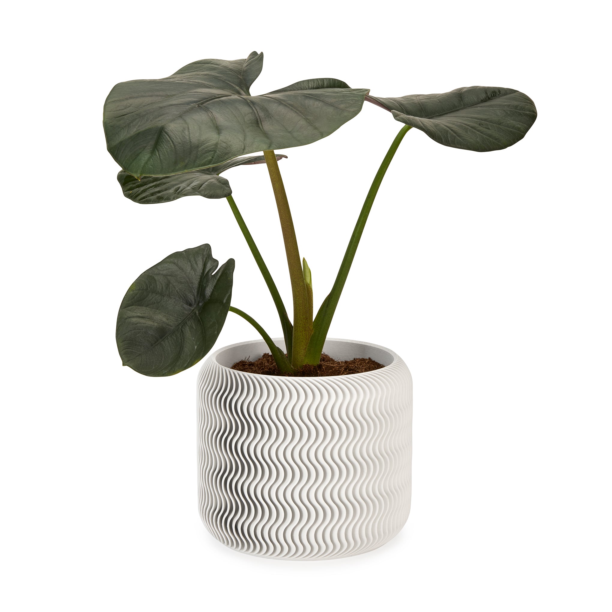 Wavy Pine 3D-Printed Planter - White - Image 2