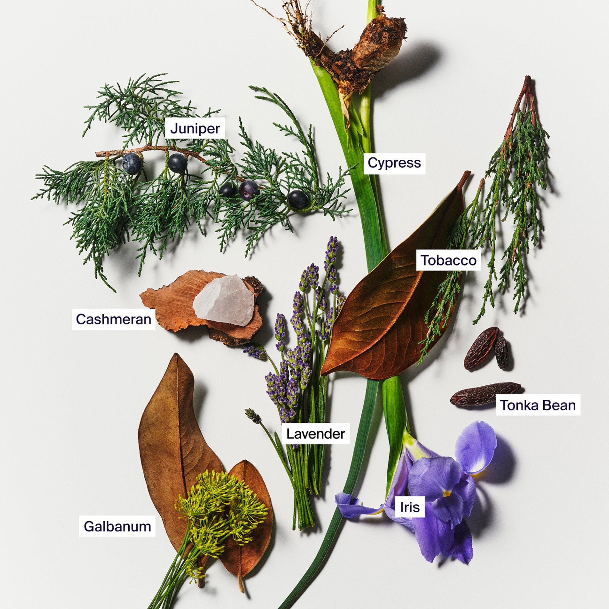 Horace L'étiquette Fragrance - Image 3