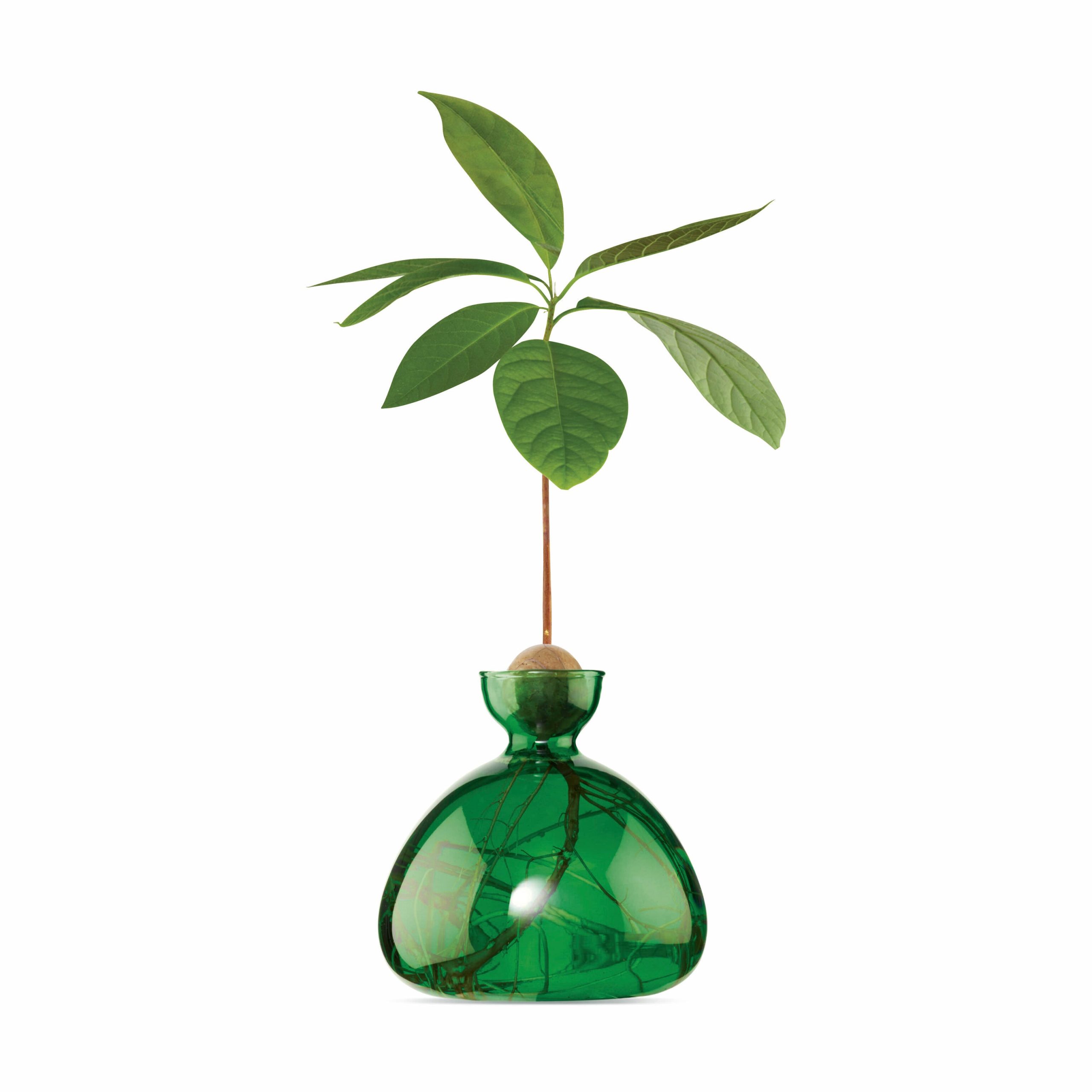 Avocado Vase - Emerald Green
