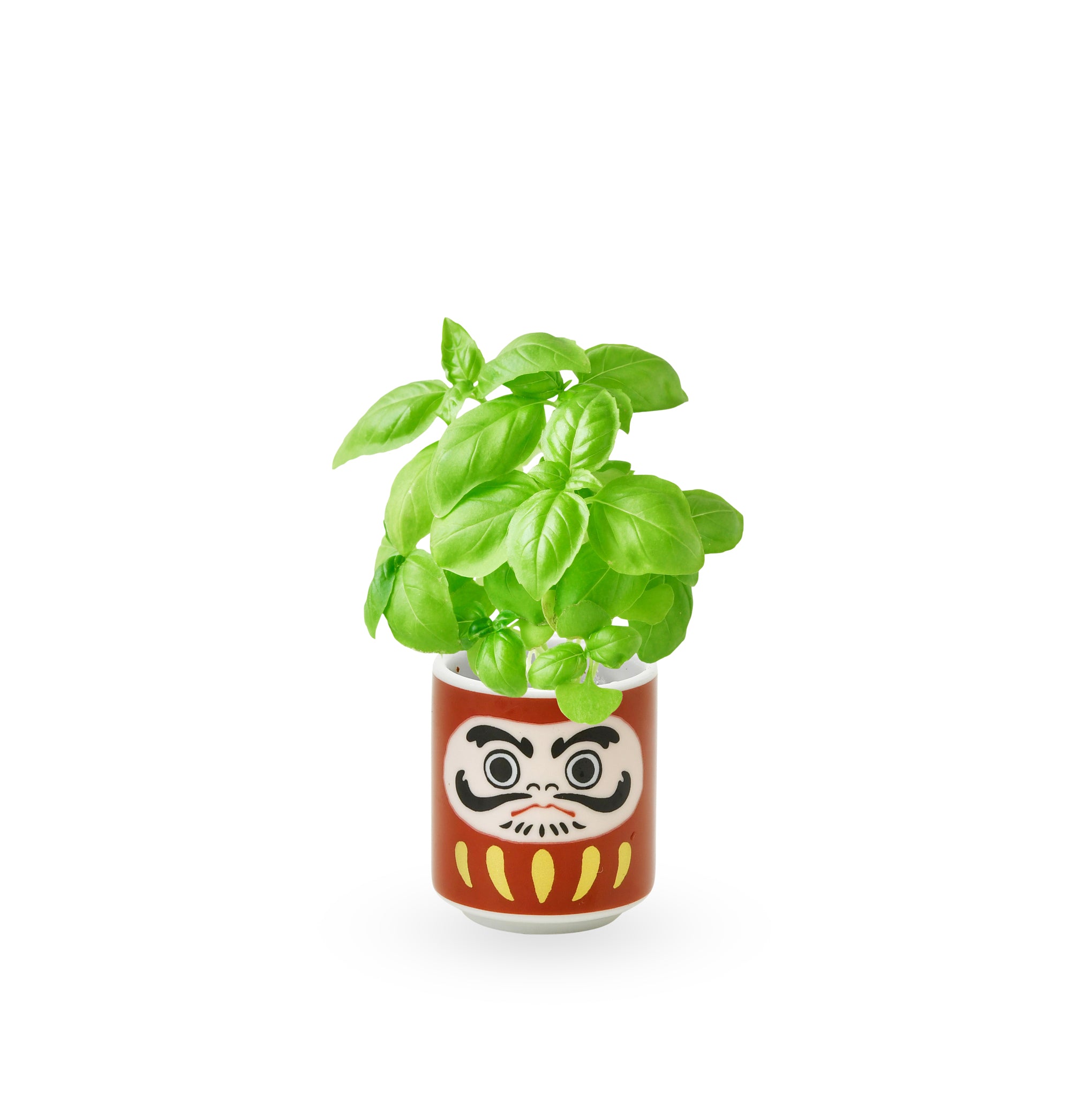 Lucky Mini Planter Kit - Daruma / Basil