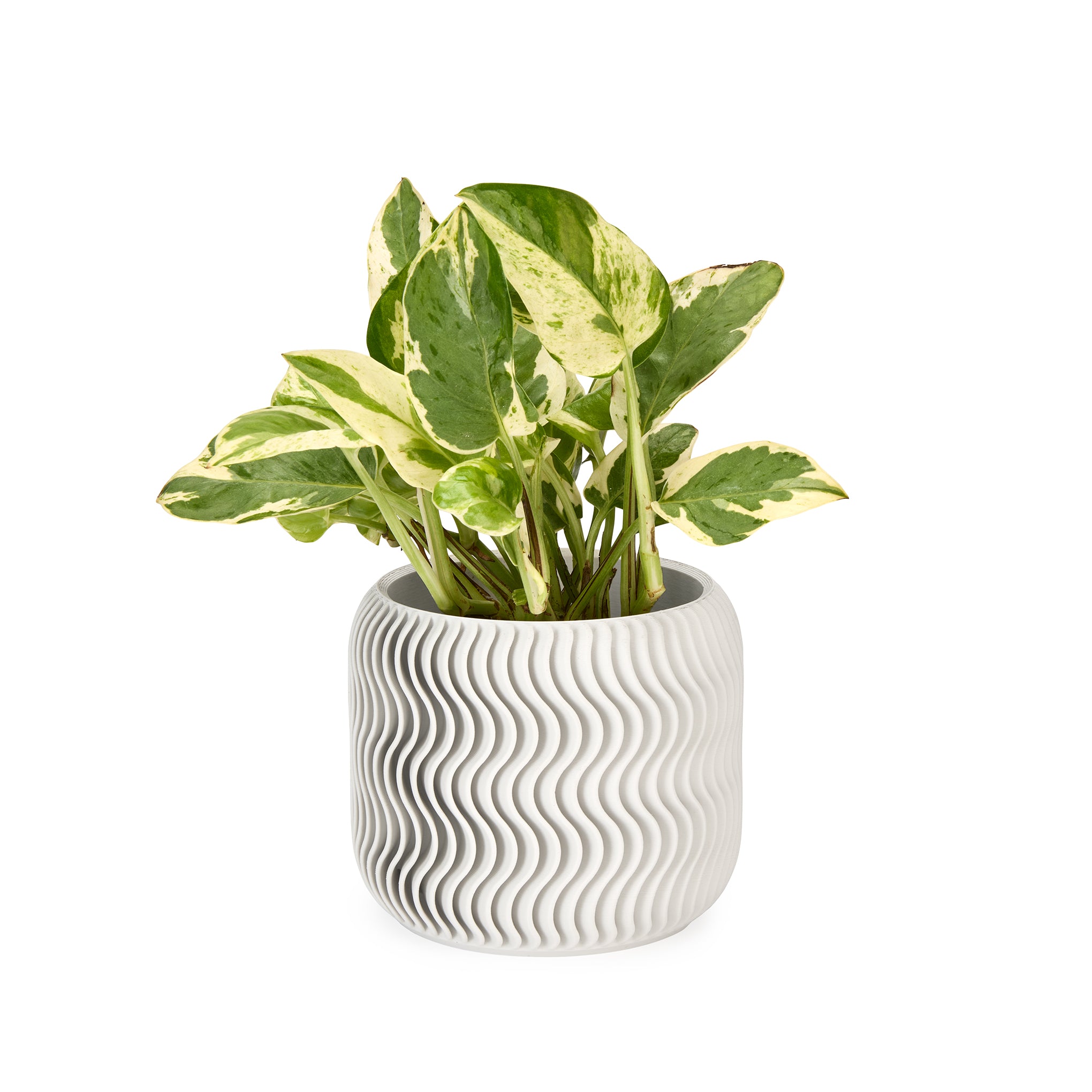 Wavy Pine 3D-Printed Planter - White