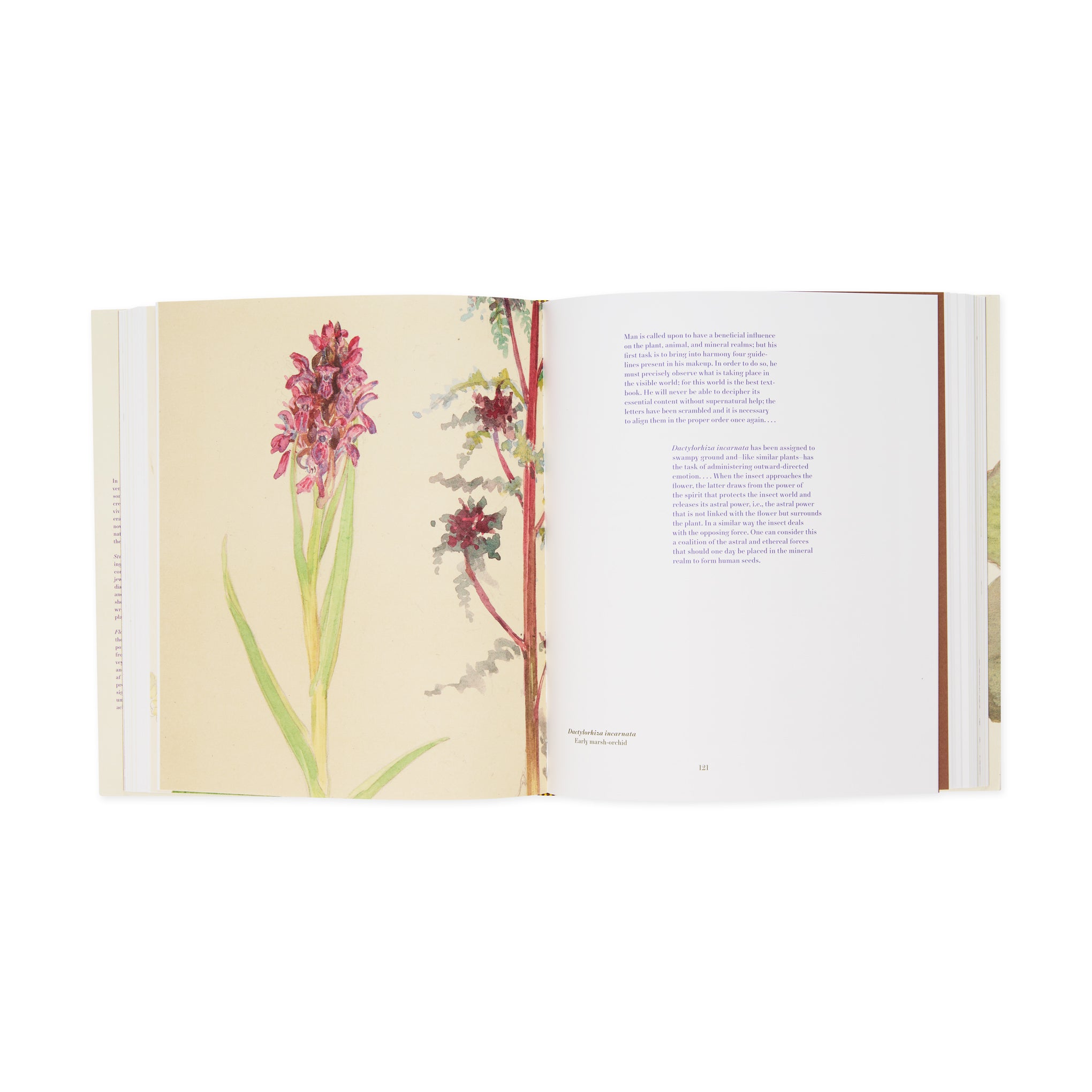 Hilma af Klint: What Stands Behind the Flowers – Hardcover - Image 5