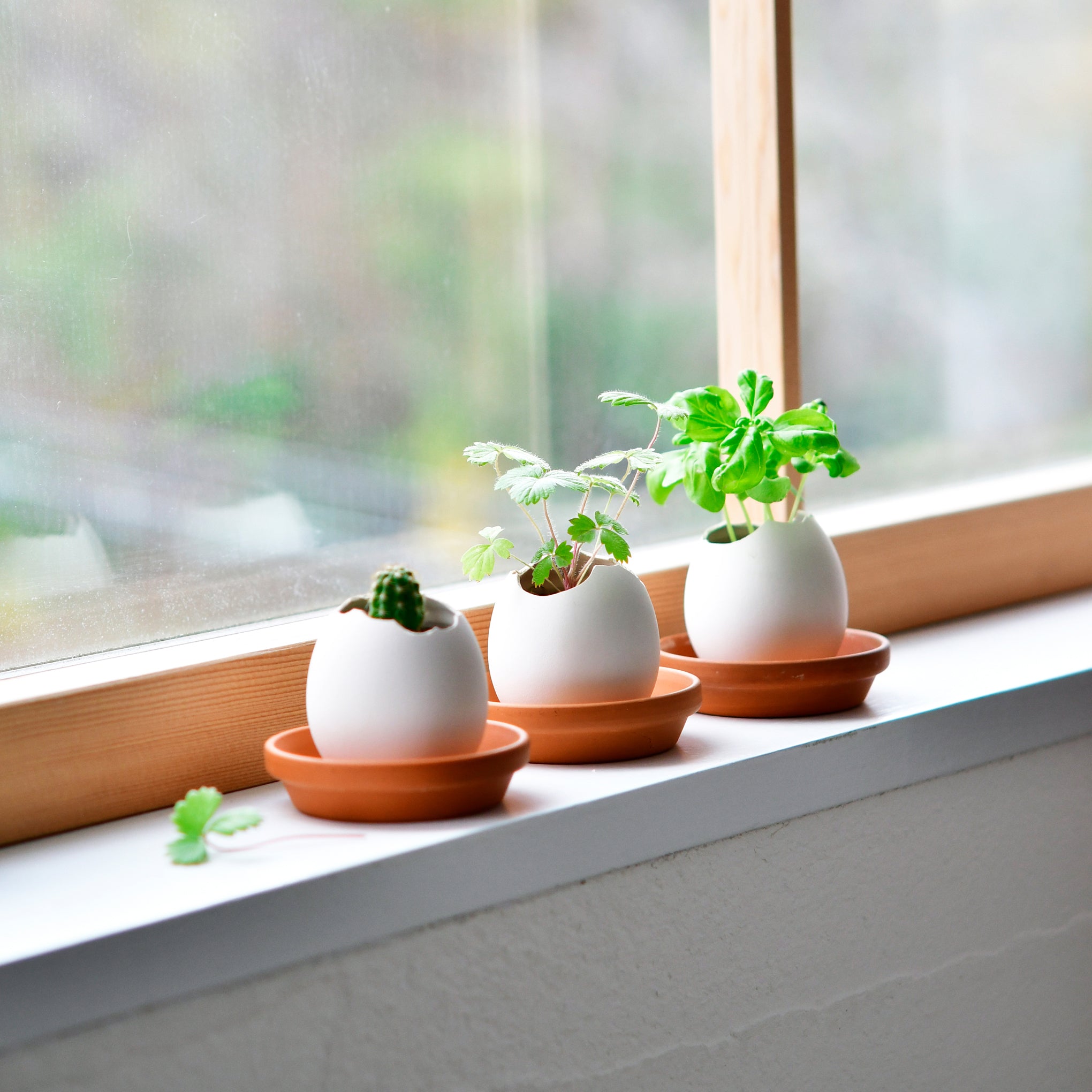 Eggling Crack & Grow Planter Kit - Basil - Image 3