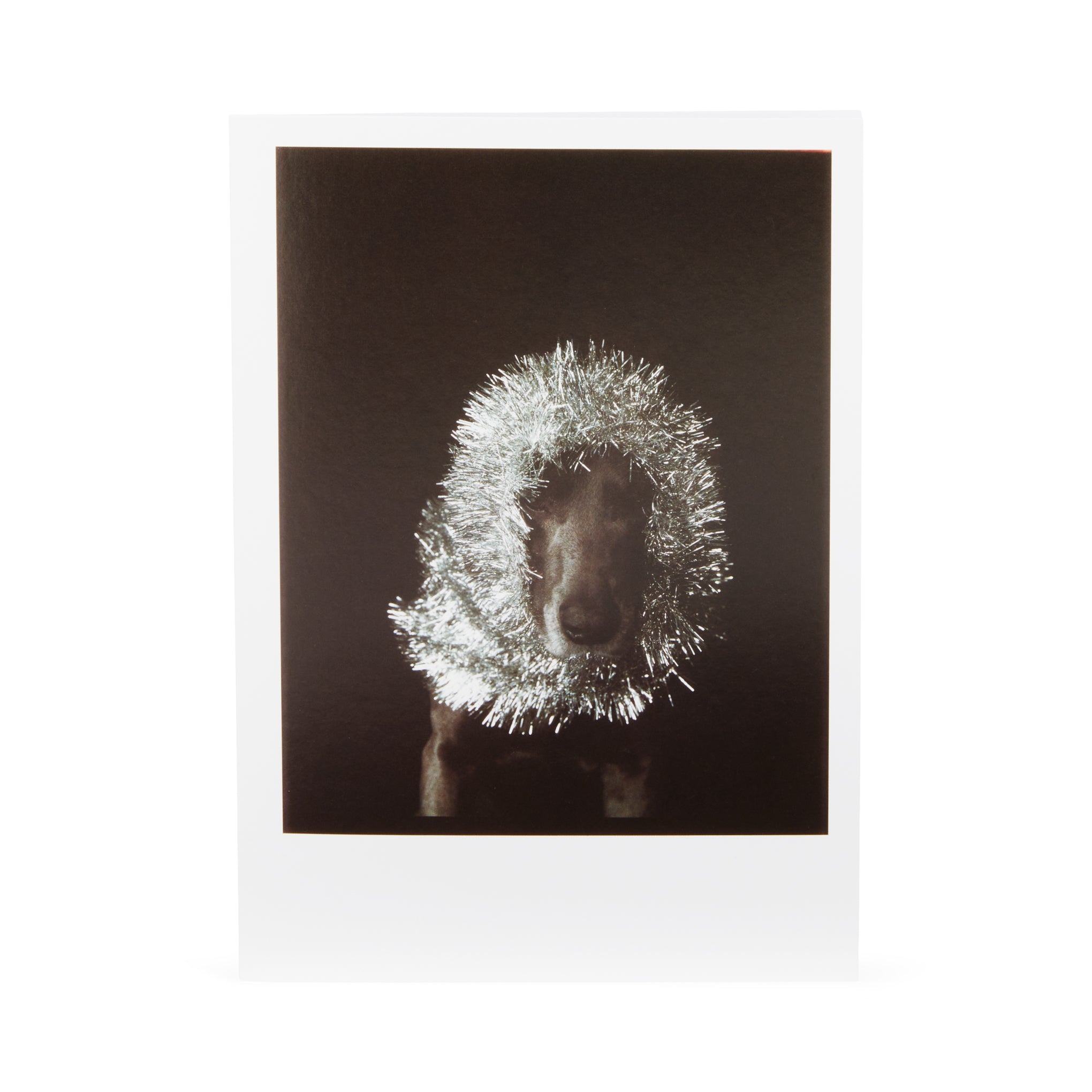 William Wegman Man Ray with Tinsel Holiday Cards - Set of 12