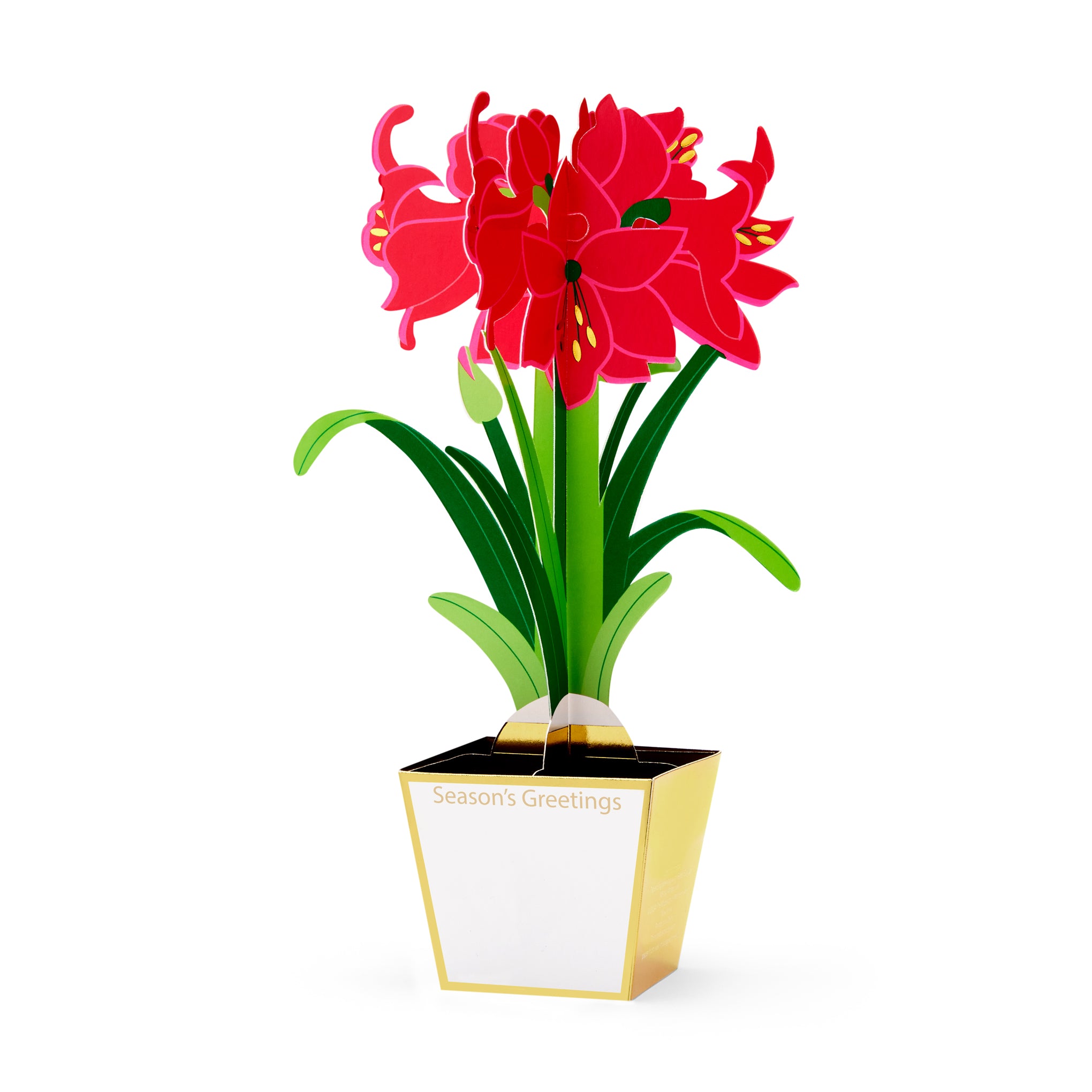 Merry Amaryllis Holiday Pop-Up Cards - Set of 8 - Image 2