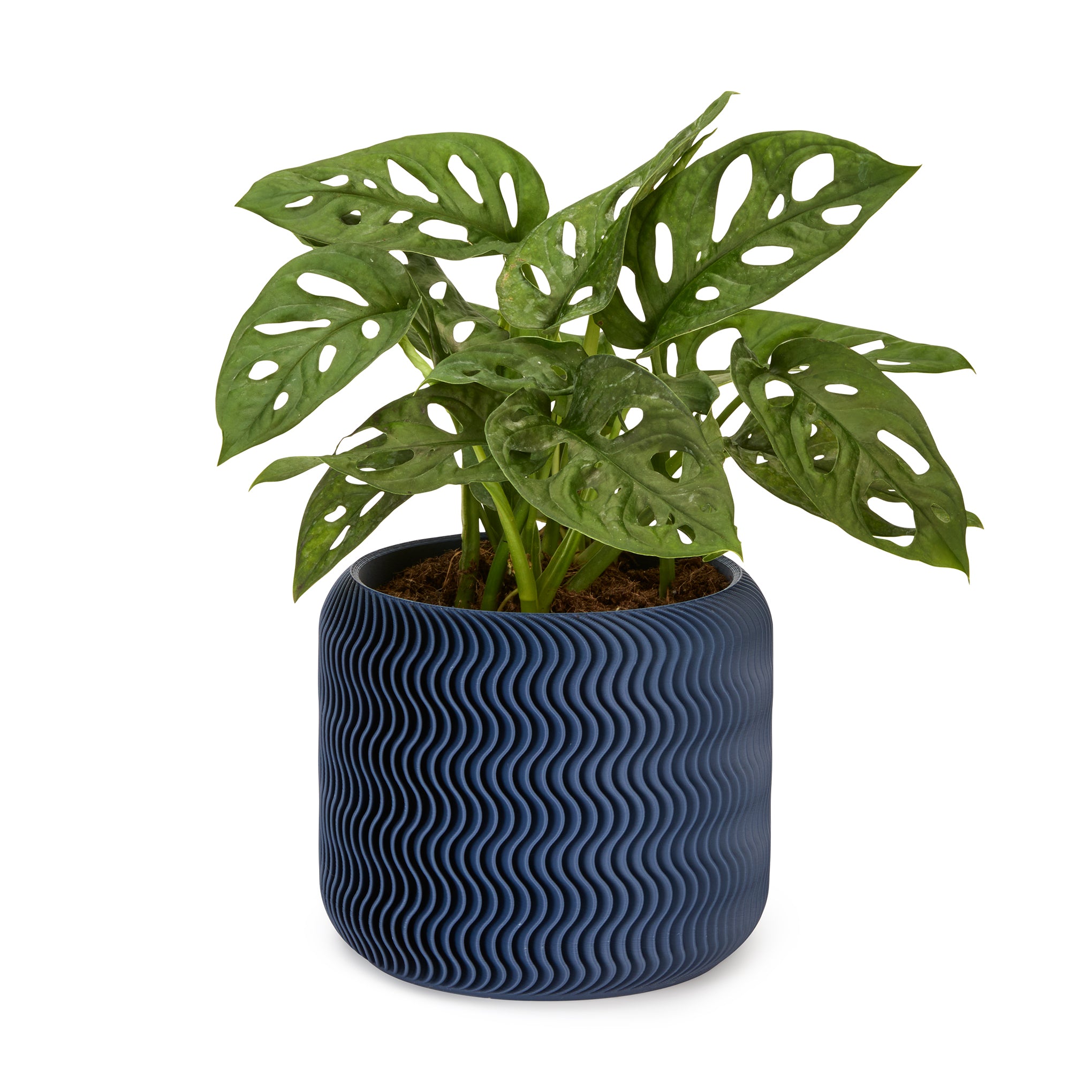 Wavy Pine 3D-Printed Planter - Midnight Blue - Image 2