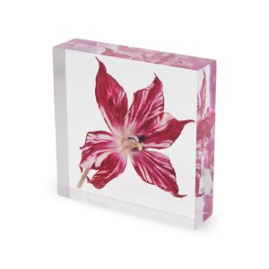 Rare Tulip Flat Objet d'Art