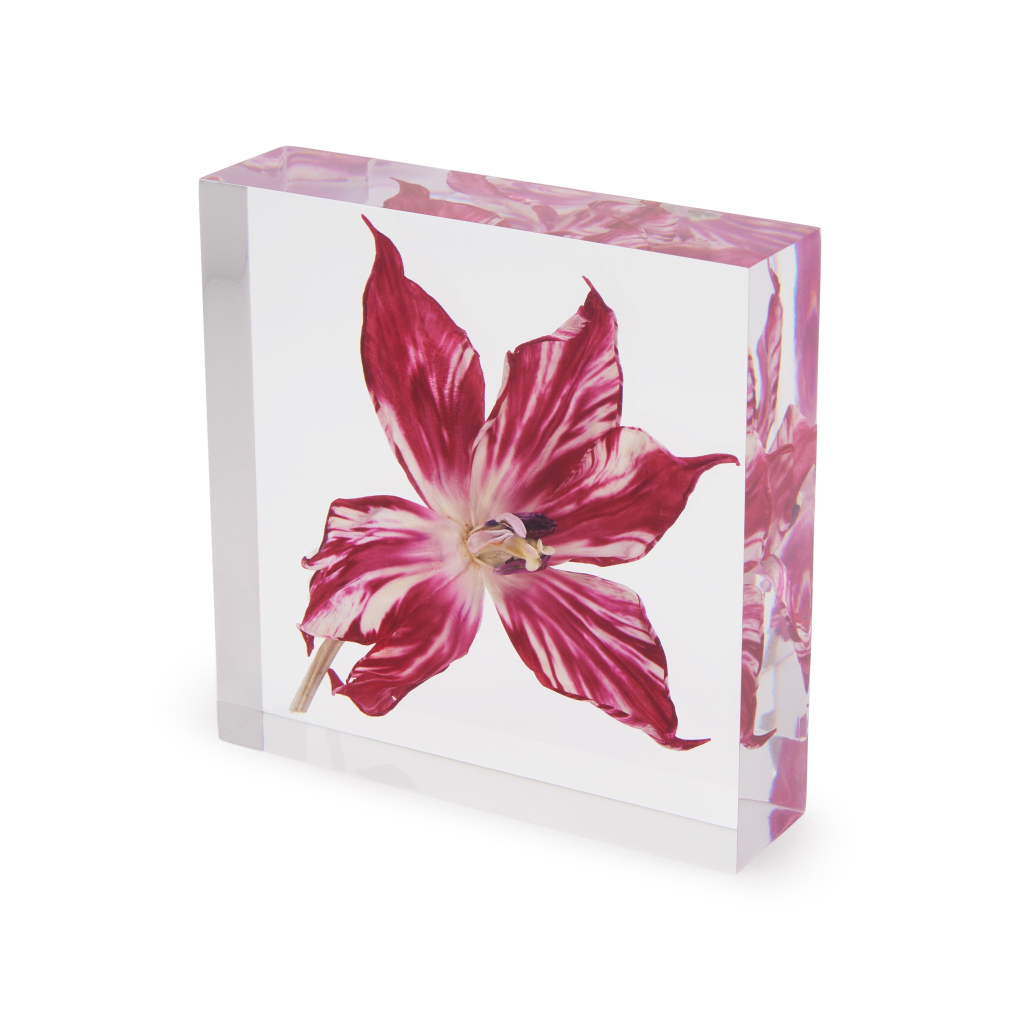 Rare Tulip Flat Objet d'Art