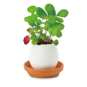 Eggling Crack & Grow Planter Kit - Strawberry
