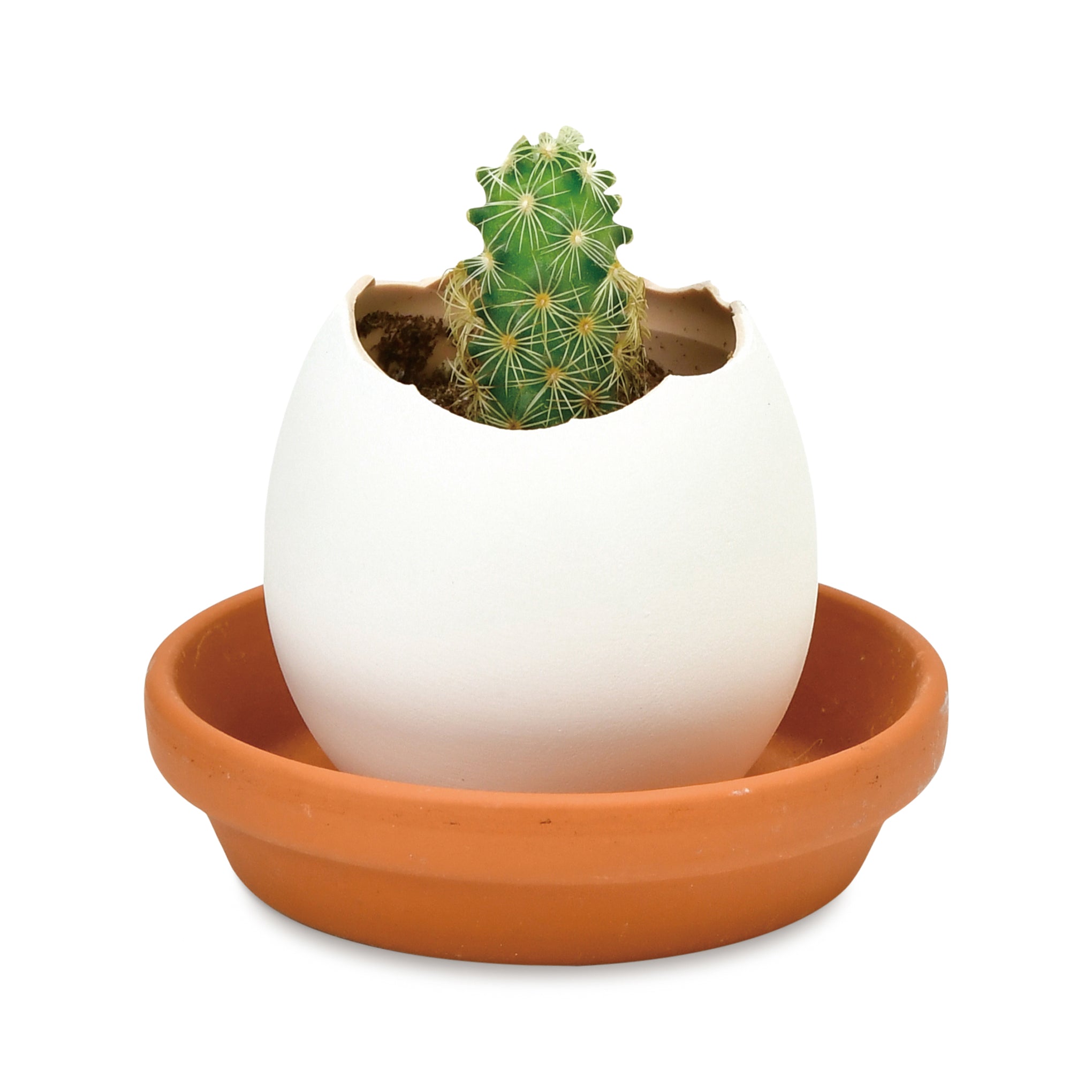 Eggling Crack & Grow Planter Kit - Cactus
