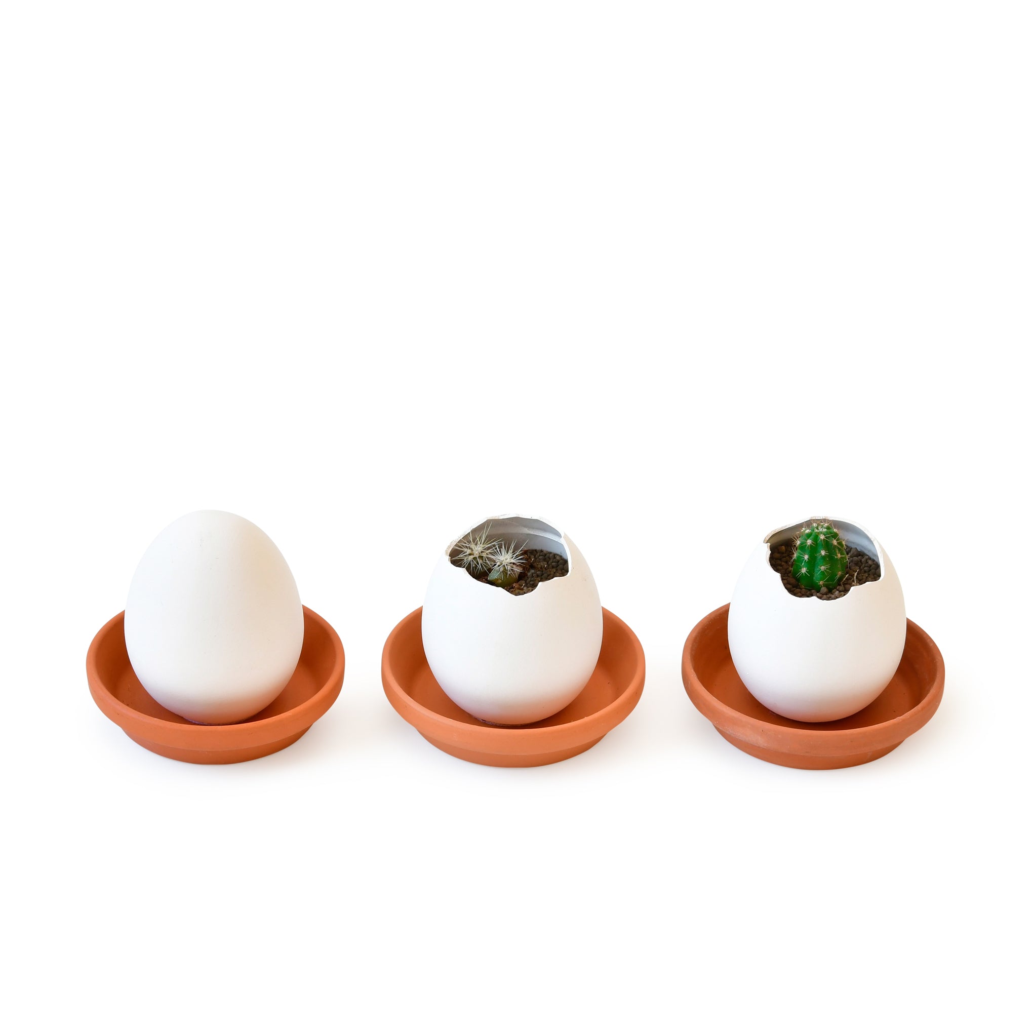 Eggling Crack & Grow Planter Kit - Cactus - Image 4