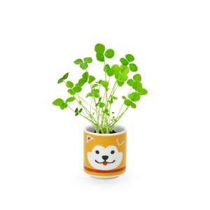 Lucky Mini Planter Kit - Dog / Clover