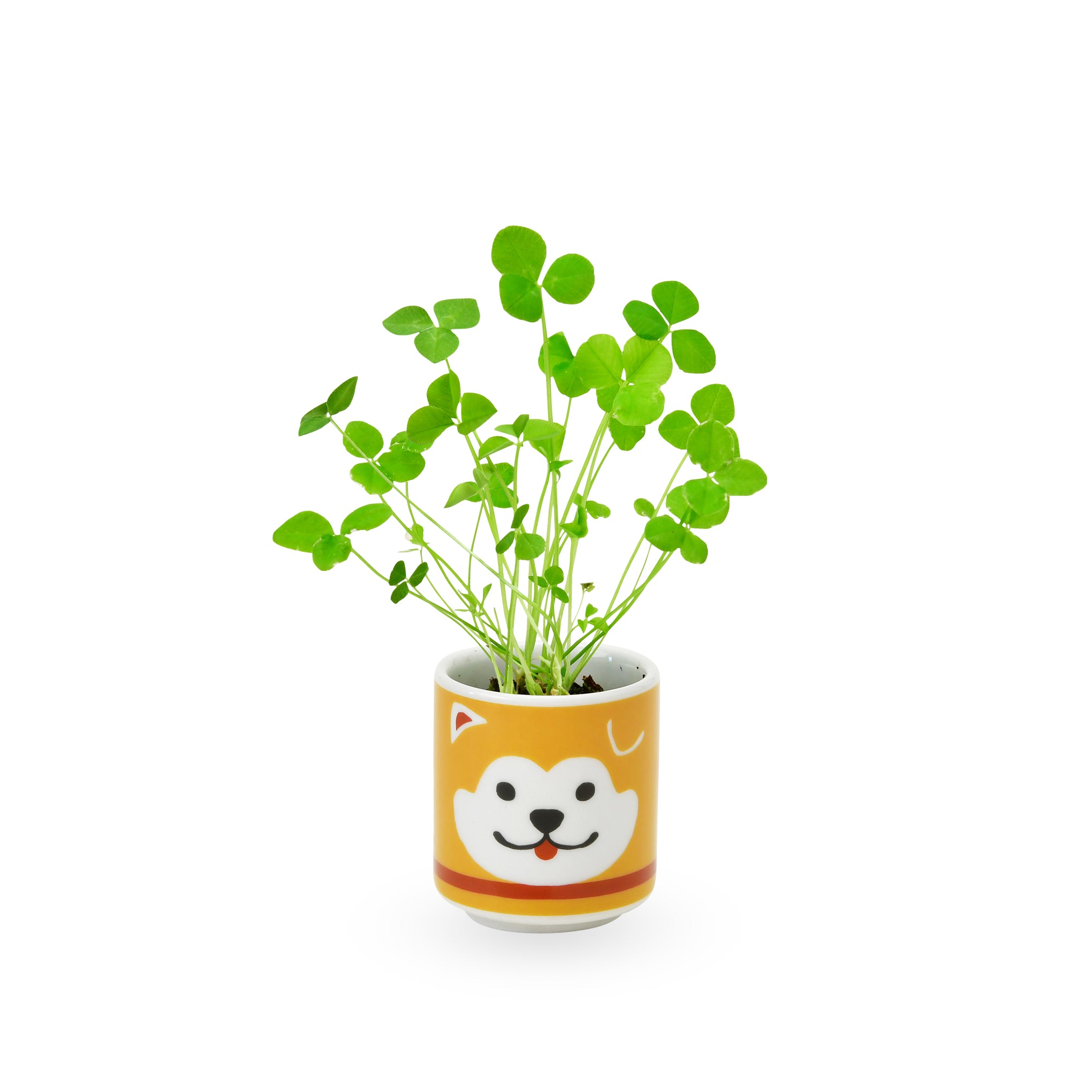 Lucky Mini Planter Kit - Dog / Clover